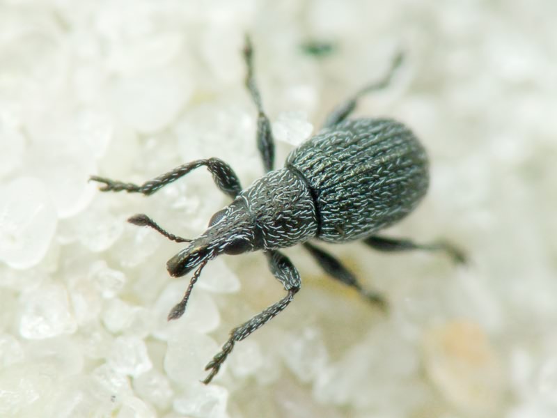 Pseudoperapion brevirostre (Herbst, 1797)